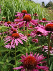 flowers in the garden