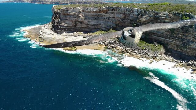 Thrilling aerial footage of peregrine falcons chasing a drone at high speed, swooping, diving, and coming dangerously close to the camera in an epic display of agility and precision.
