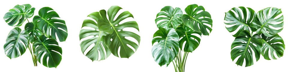 PNG Monstera Deliciosa set isolated on white background, tropical leaf design