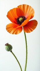 Intense orange poppy blossom, delicate petals, white backdrop, poppy, isolated