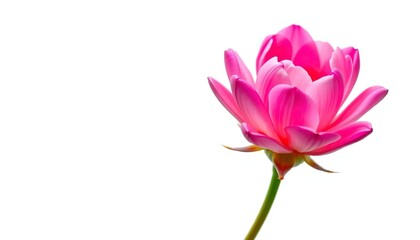 Fototapeta premium A single vibrant bloom, petals unfurled, isolated against a pure white backdrop, photography, summer