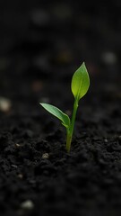 Fototapeta premium Bright green sprout poking out of dark earthy ground, light, soil