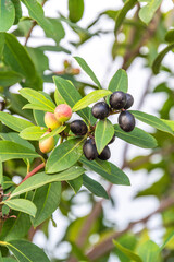 Acokanthera oppositifolia pertenece a la familia de Apocynaceae.
