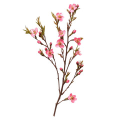 Fototapeta premium Pink Wax Flower Twig Bouquet on transparent background.