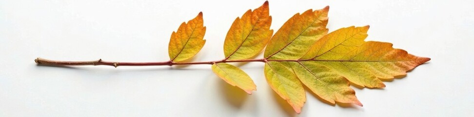 Fototapeta premium Leaf of Manchurian walnut tree cut out on white paper, walnut, white