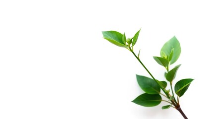 Obraz premium Single vibrant green plant, isolated on pure white, photography, texture