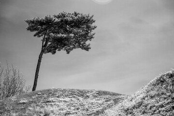 lonely tree in the field