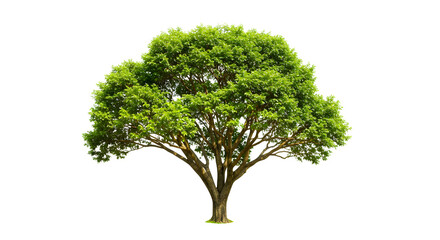 A single green tree, its foliage and branches isolated on a white background, evokes summer growth