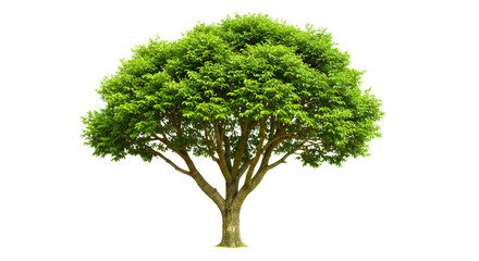 A single green tree, its foliage and branches isolated on a white background, evokes summer growth