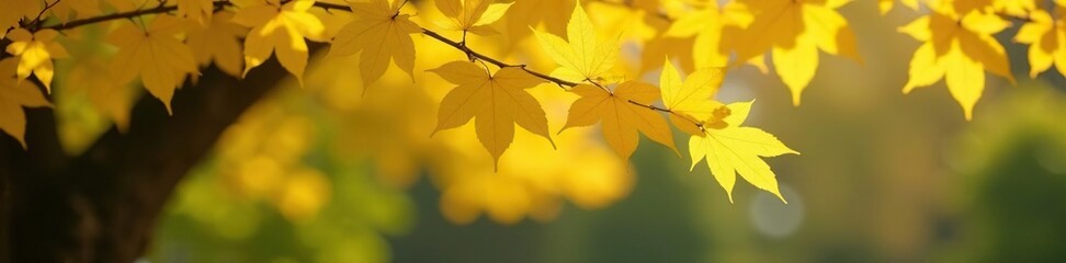 Obraz premium Golden yellow leaves falling from a Ginkgo tree branch, green, brown, nature