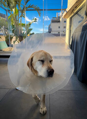 Newly operated Labrador with anti-lick screen