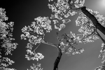 Trees seen in black and white infrared