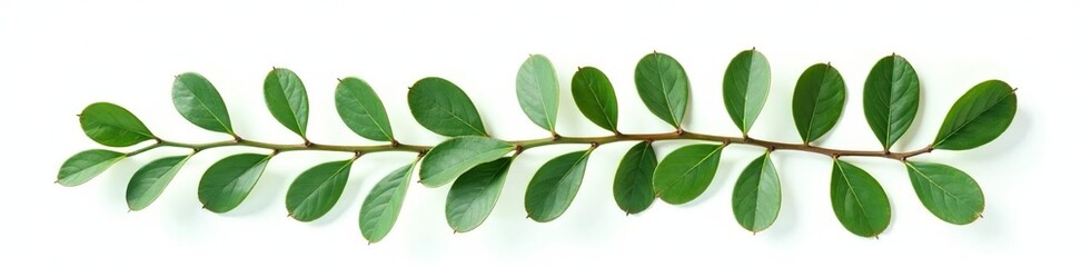Naklejka premium Foliage isolated on white background green eucalyptus branch, foliage, nature