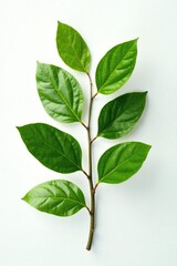 Fototapeta premium Leafy branch with leaves isolated on white background, nature, foliage, leafy
