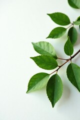Fototapeta premium Leafy branch with leaves and twigs on white surface, trees, leaves