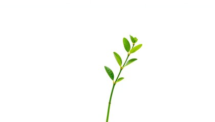 Naklejka premium Single vibrant green plant, isolated on pure white background, healthy, one