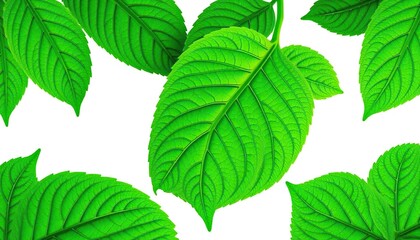 Fototapeta premium Vibrant green leaves, intricate details, isolated on pure white, plant, texture