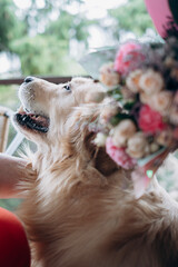 golden retriever is playing