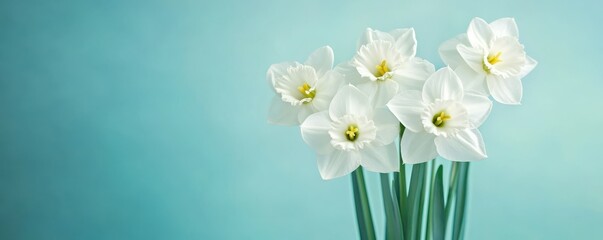Fresh scented bouquet of white narcissus on a colored backdrop isolated pastel background Copy space