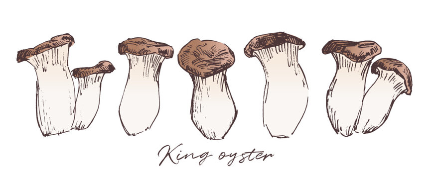 King trumpet mushrooms sketch drawing, hand drawn vector illustration