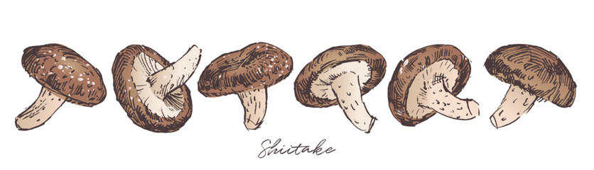 Shiitake mushroom sketch drawing, hand drawn vector illustration © liliya shlapak