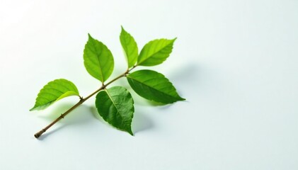 A solitary branch with leaves on a white surface, clean, foliage