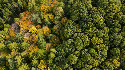 autumn landscape view from above hill forest