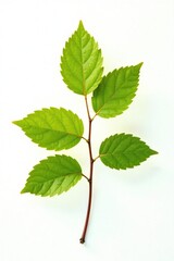 A branch with leaves isolated on a white background, leafy, nature photography, forest