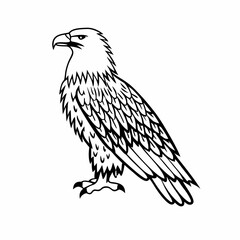 Fototapeta premium A detailed vector eagle with sharp lines and shading. 