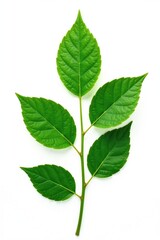 Leafy branch isolated on white background with subtle texture details, nature, botanical, green