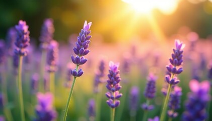 Fototapeta premium Soft focus lavender blooms capture the essence of sunlight, sunlight, flower field, natural world