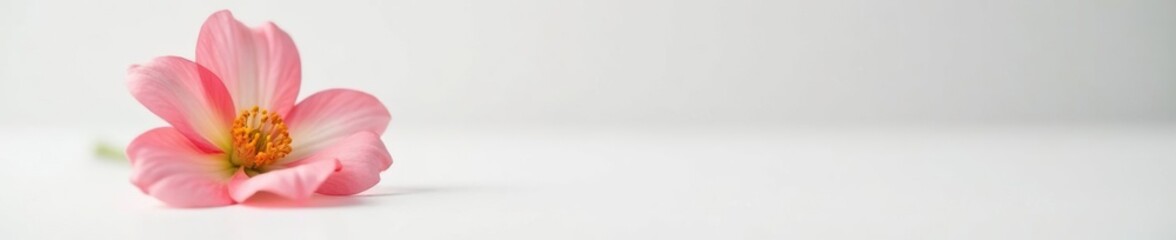 Obraz premium A solitary flower on a clean white surface with soft focus, flowers isolated, blooms