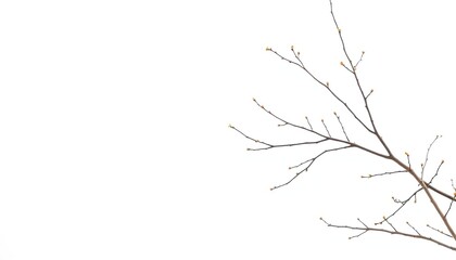 Delicate, bare branches isolated against a pure white backdrop, design, tree