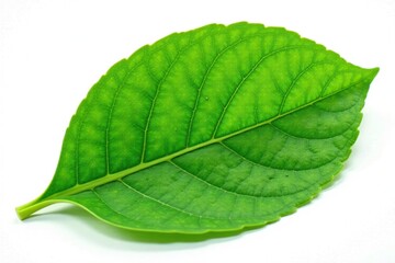 Obraz premium Leaf isolated on white background with intricate veins and texture, nature, botanical