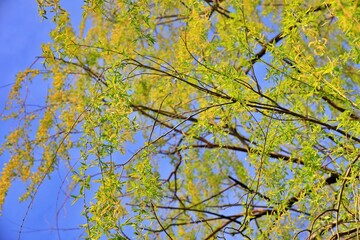 초록색으로 물든 버드나무