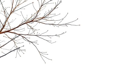 Fototapeta premium Delicate, bare branches stark against a pure white backdrop, shape, minimalist