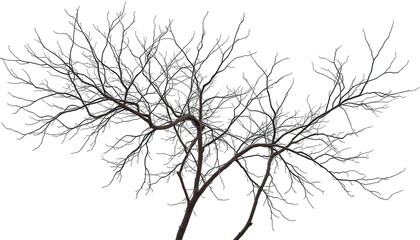 Fototapeta premium Intricate bare branches, stark against pure white backdrop, illustration, winter