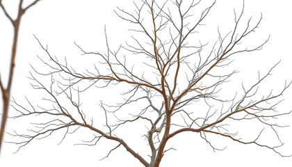 Obraz premium Bare, intricately branched tree limbs against a pure white backdrop, photography, element