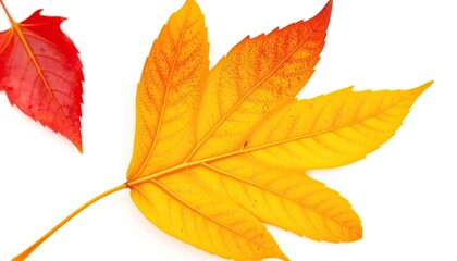 Fototapeta premium Single autumn leaf, isolated on white background, nature, vibrant