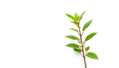 Fototapeta premium Single vibrant green plant, isolated on pure white background, bright, asset