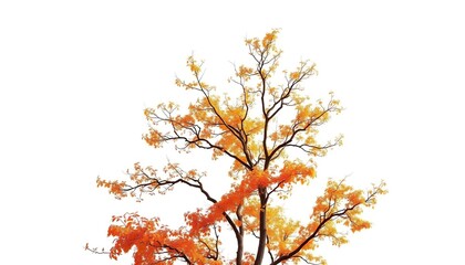 Fototapeta premium Single deciduous tree, branches reaching skyward, stark white background, scenic, white background