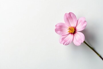 Fototapeta premium A delicate flower in isolation against a plain white surface, blossoms, nature
