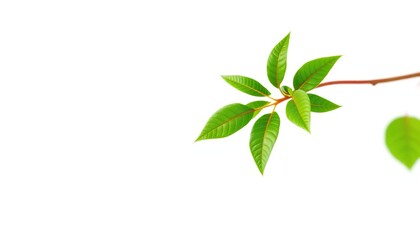 Fototapeta premium A vibrant green plant, isolated on a pure white background, vivid, botanical