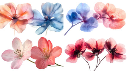 Fototapeta premium Floral Fantasia: An eye-level studio shot presents a vibrant collection of translucent blossoms, each boasting intricate petal structures.