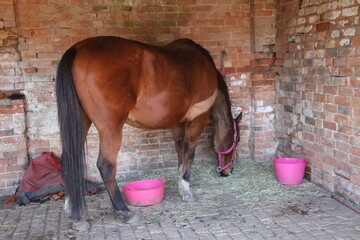 horse in a stable