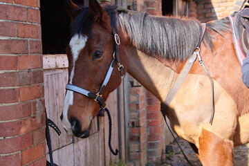 horse in the stable