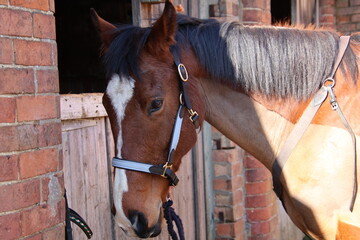 horse in stable