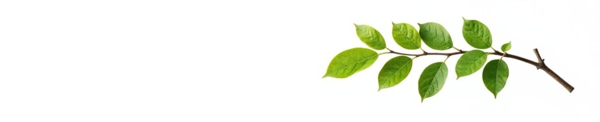 Fototapeta premium Single branch of tree isolated on white background, foliage, nature, isolated