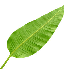 Tropical banana leaf isolated on transparent background.