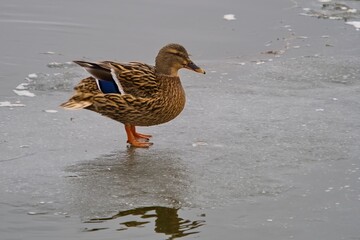 A duck came out on the ice. Selective focus.